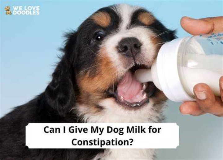 Can I give my dog a little bit of coffee?