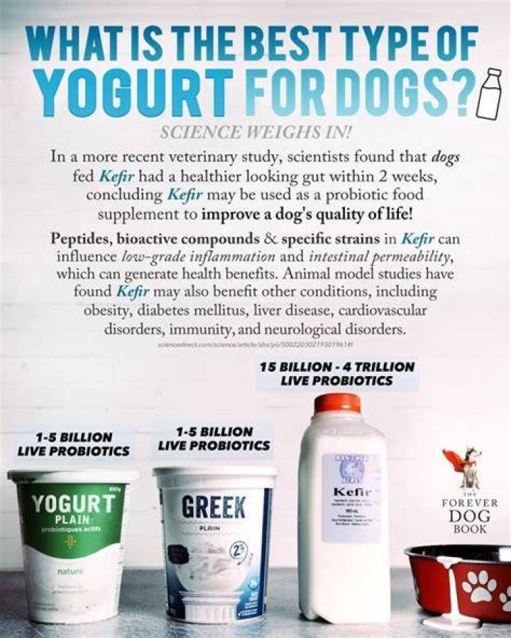 Can I give my dog yogurt everyday?