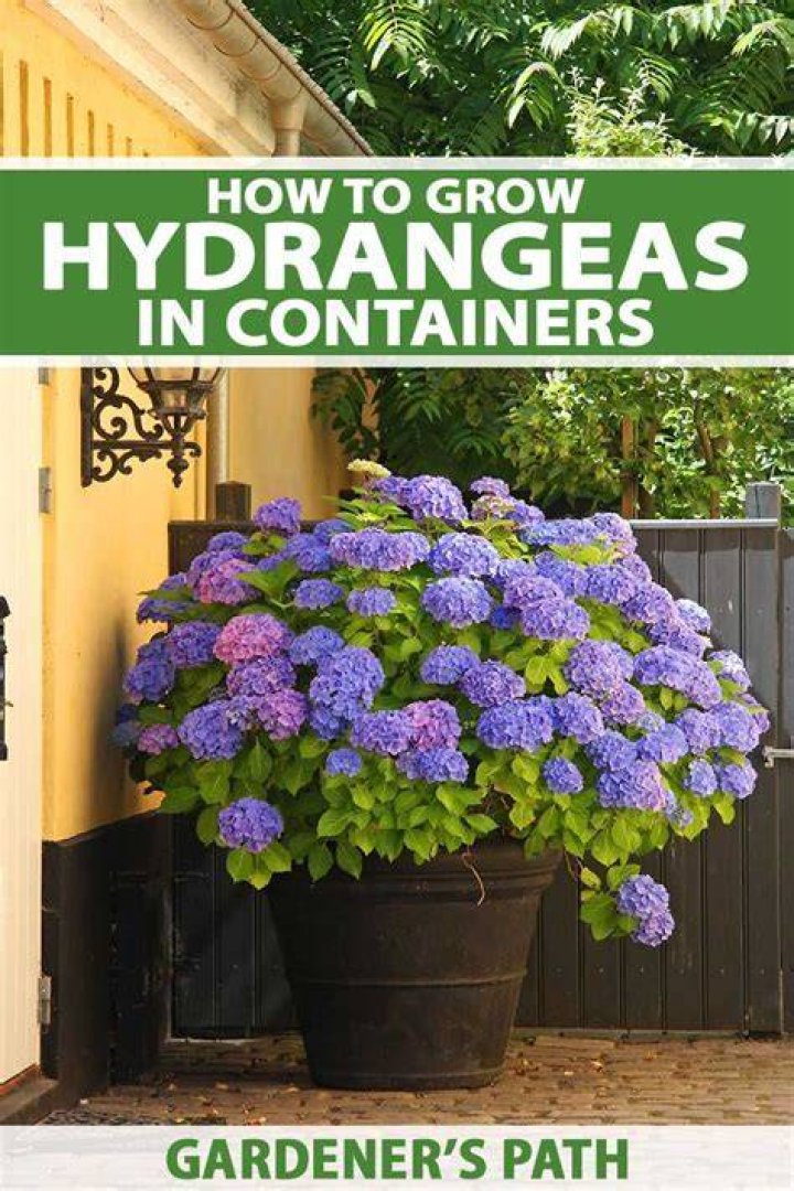 Can I leave my potted hydrangea outside?