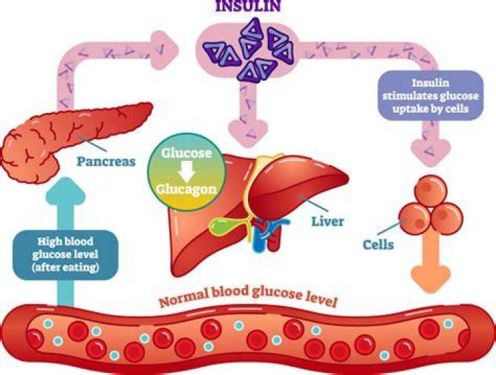 Can insulin damage your liver?
