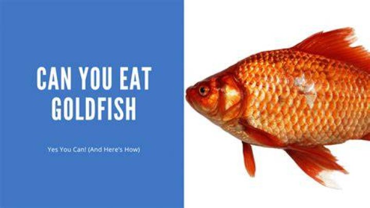 Can you eat a goldfish?