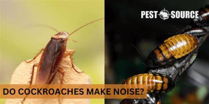 Do cockroaches like noise?