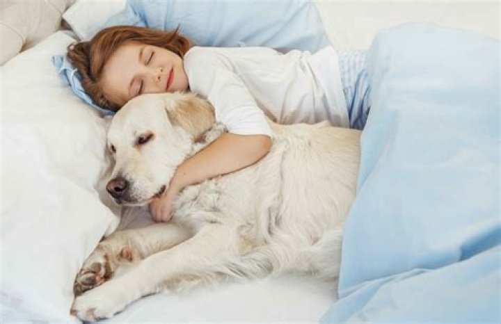 Do dogs like to cuddle in bed?
