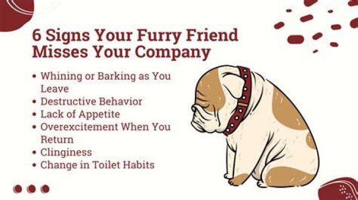 Do dogs miss their owners when they are away?