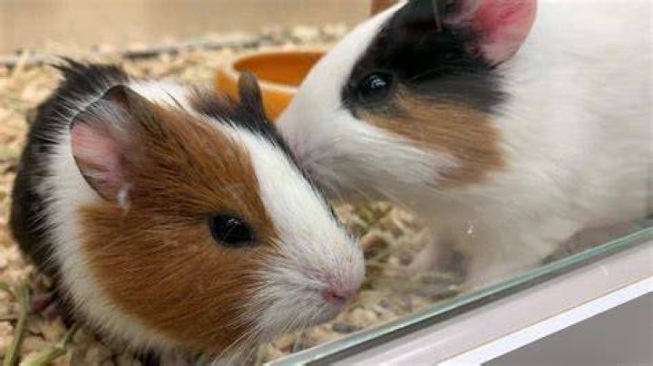 Do guinea pigs get excited to see you?