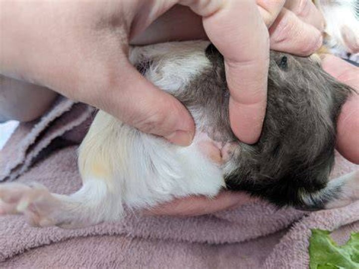Do guinea pigs like their tummy rubbed?