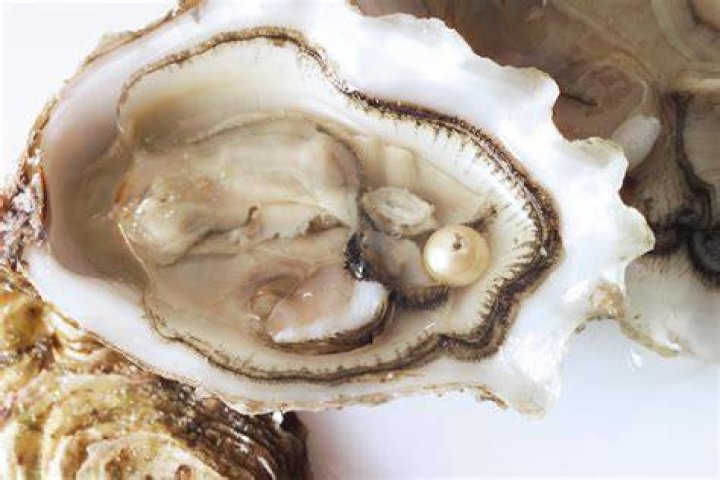 Do oysters eject pearls?