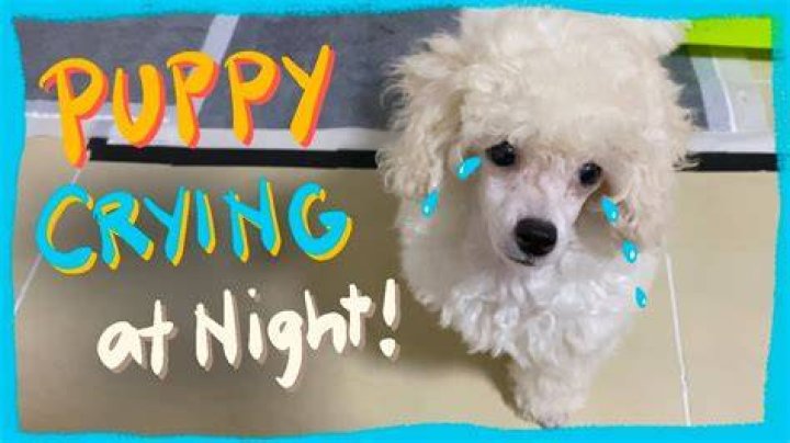 Do poodles cry tears?