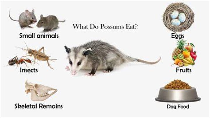 Do possums eat chipmunks?