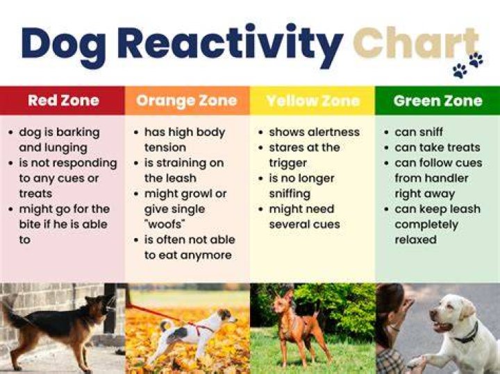 Do reactive dogs get better?
