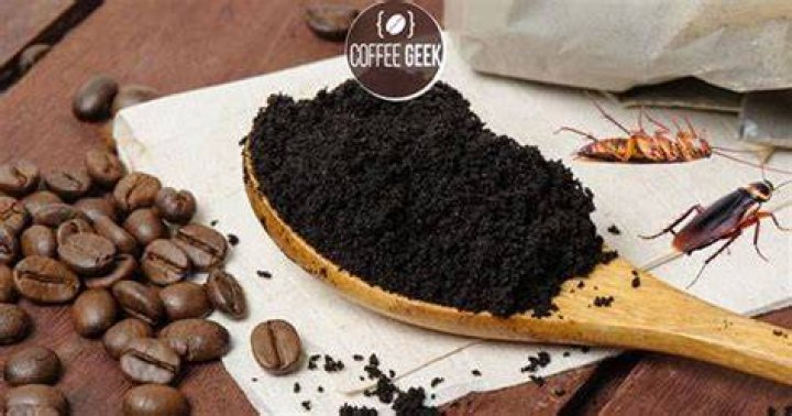 Do roaches like coffee grounds?