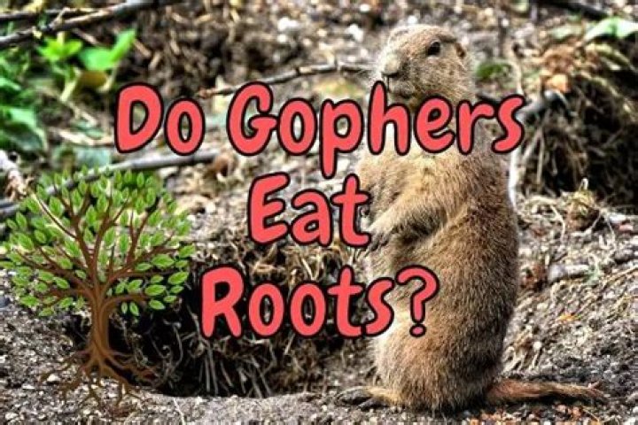 How do you protect gophers from roots?