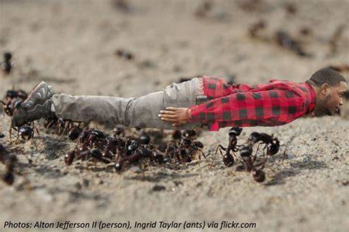 How many ants would carry a human?