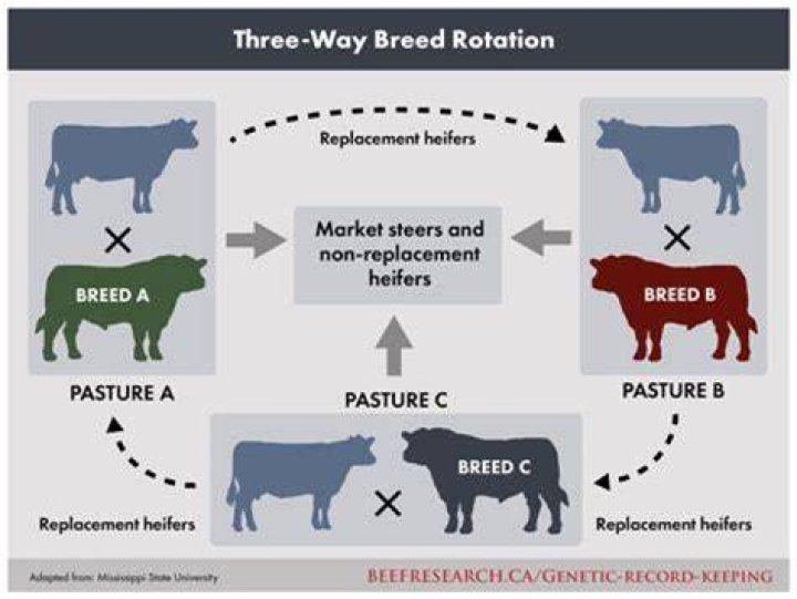 How much is a breeding bull worth?