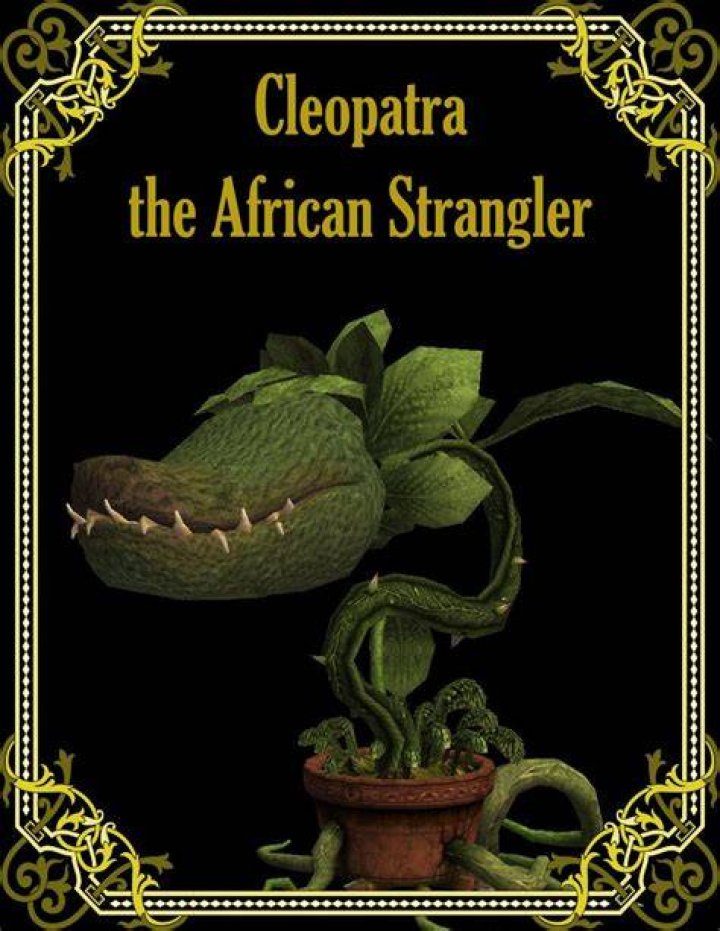 Is an African Strangler a real plant?