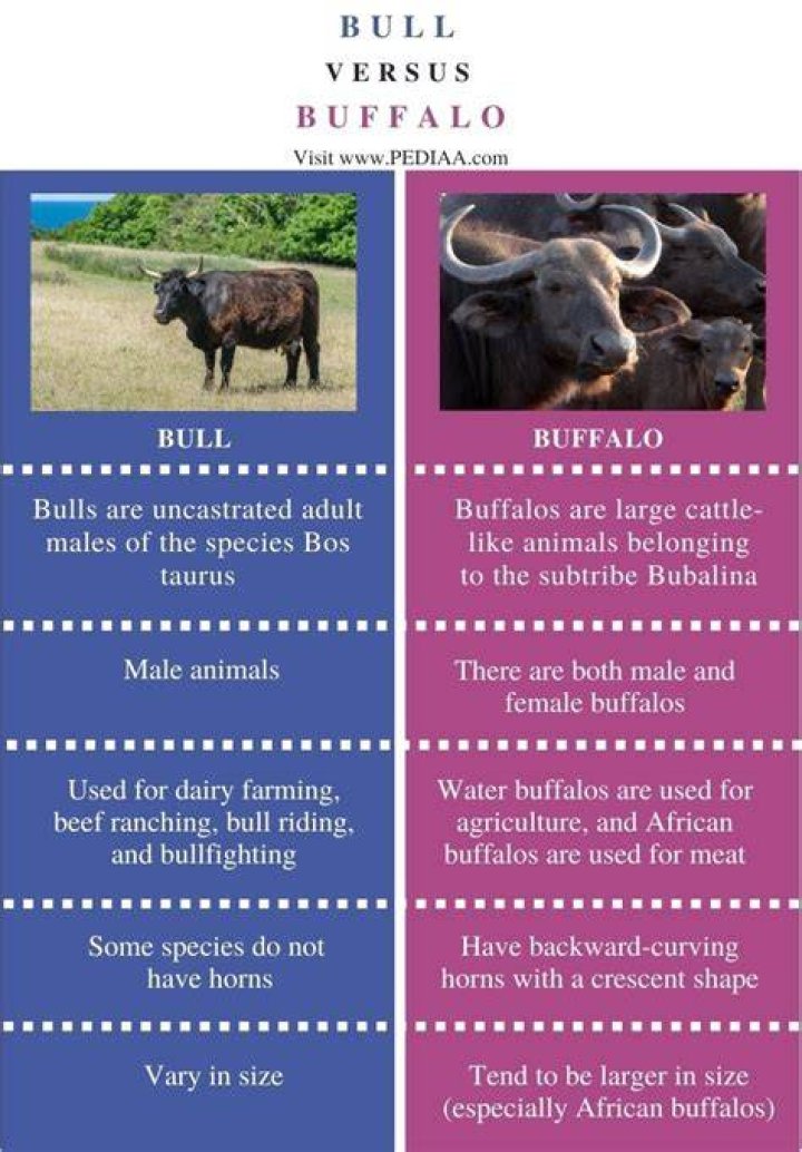 Is bull and buffalo the same?