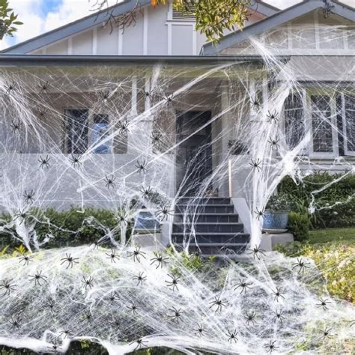 Is spider web good for house?