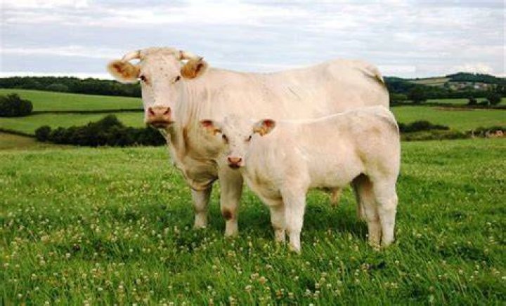 Is there any humanely raised veal?