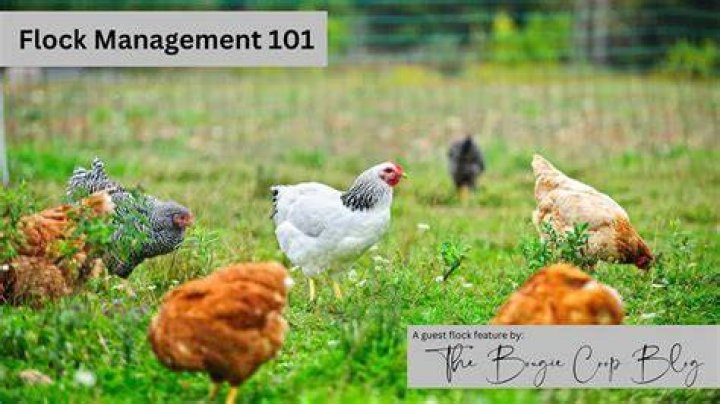 Should I mist my chickens?