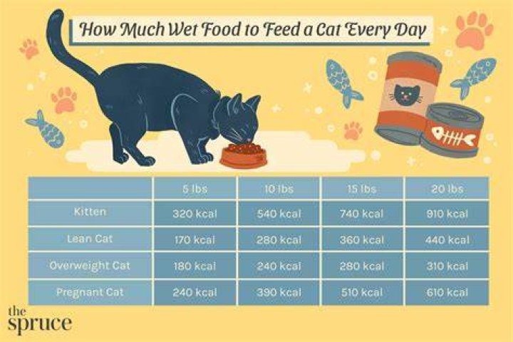 Should I warm up my cats wet food?