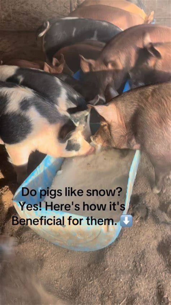 Should pigs be kept in mud?