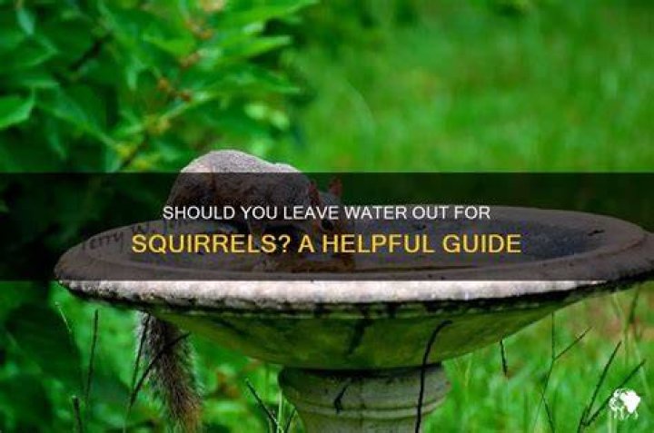 Should you leave water out for deer?