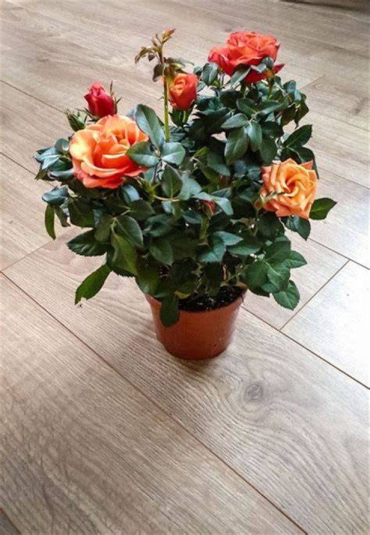 Should you mist roses?