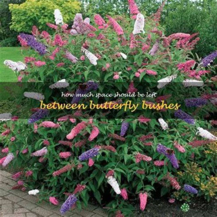 Should you mulch butterfly bushes?