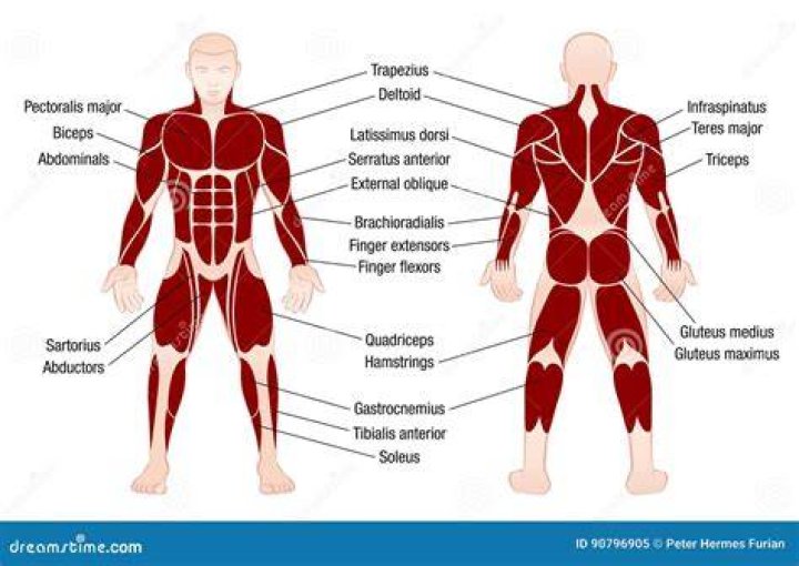 What's the most important muscle in the body?