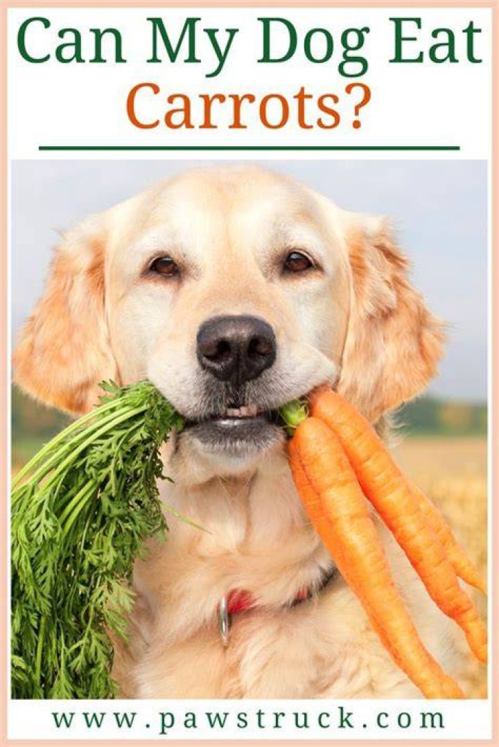 What benefits do carrots have for dogs?