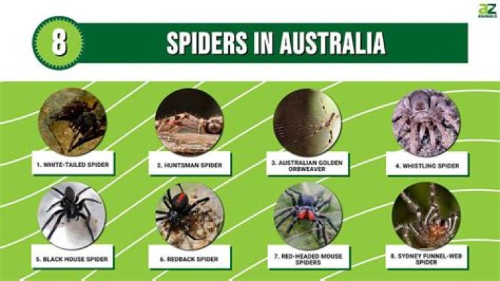 What country has no spiders?