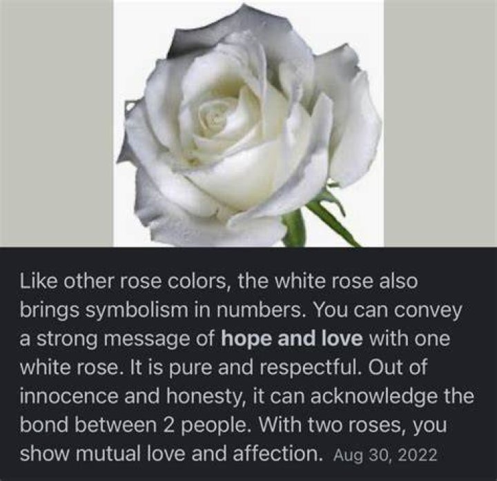 What does a single white rose represent?