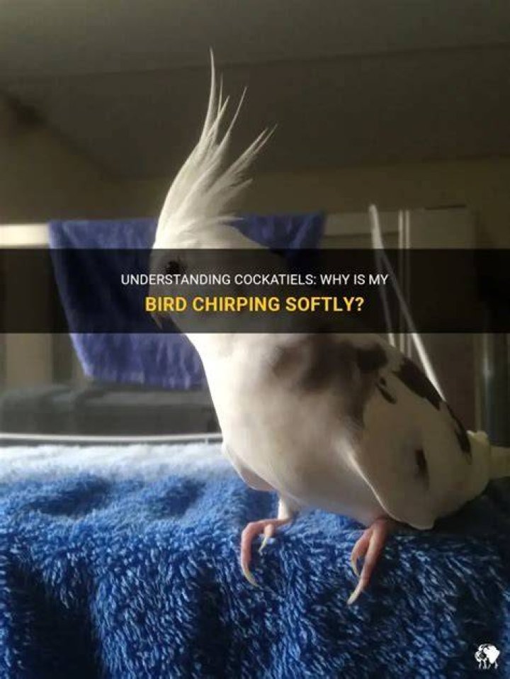 What does it mean when my cockatiel chirps softly?
