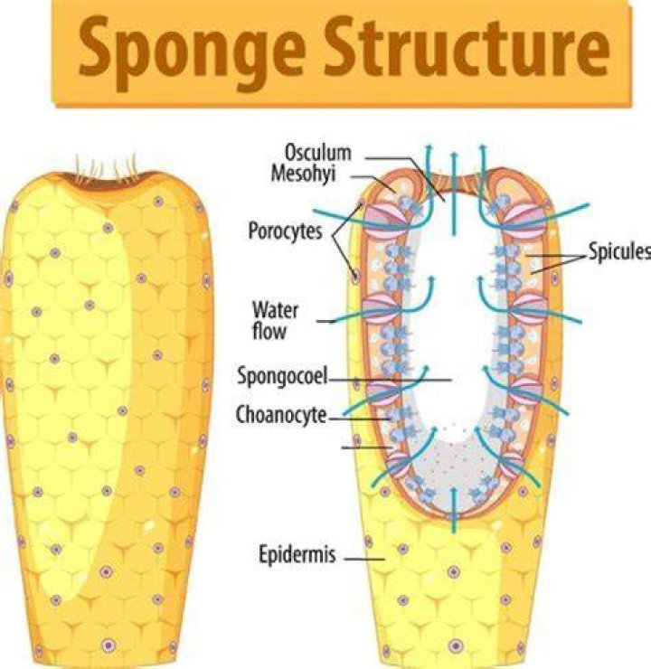 What does the sponge is dry mean?