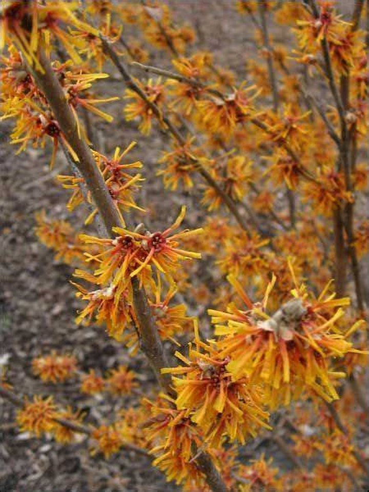 What does witch hazel smell like?