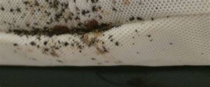 What happens if bed bugs go untreated?