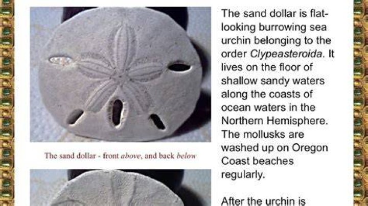 What happens when you break open a sand dollar?