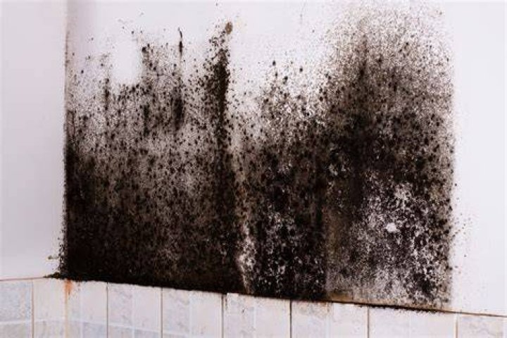 What if I touched black mold?