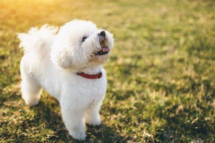What is the best trainable small dog?