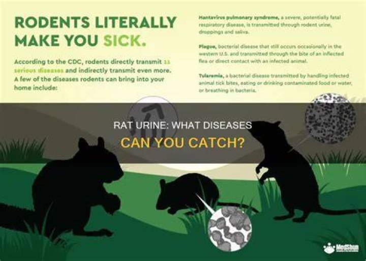 What is the disease caused by rat urine?