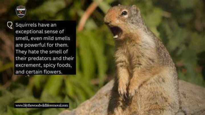 What smell do squirrels hate the most?