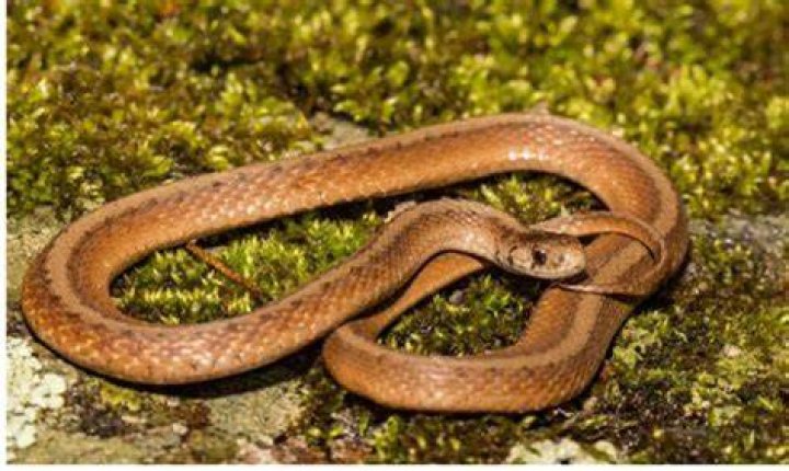 What snake has loudest hiss?