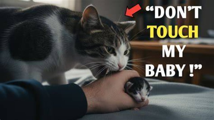 When can humans touch kittens?