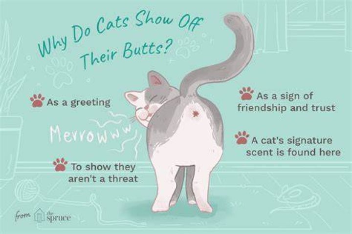 Why do cats like having their bum patted?