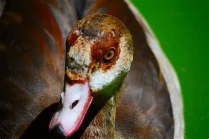 Why do ducks bob their heads?