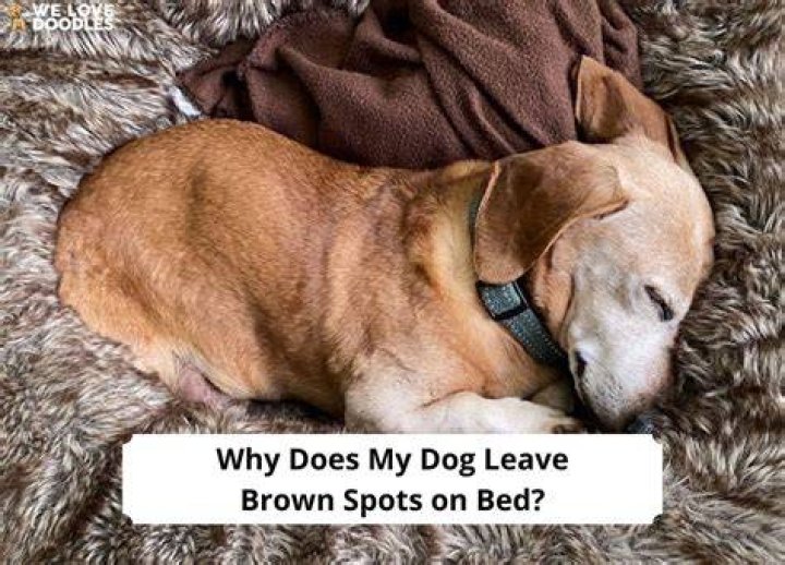 Why does my dog leave the room when I come in?