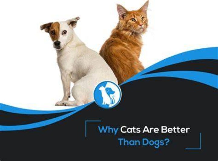 Why horses are better than dogs?